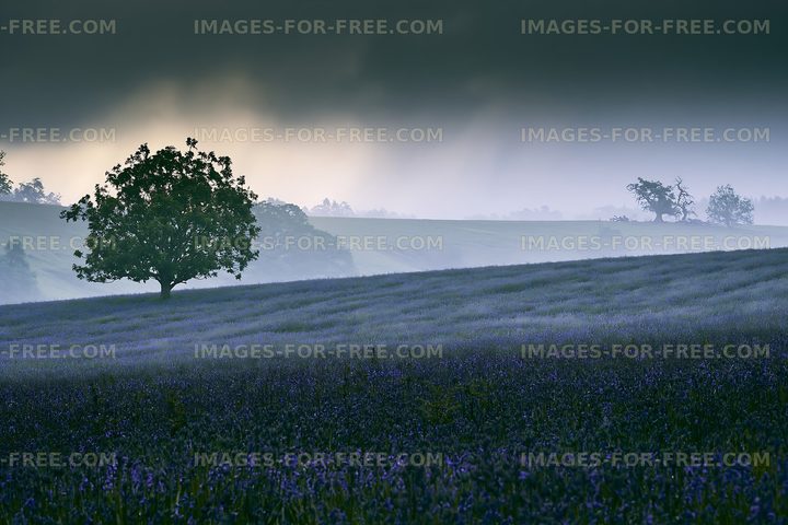 Misty landscape with trees and blue flowers at dawn