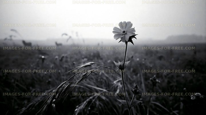 Single flower standing in a foggy meadow