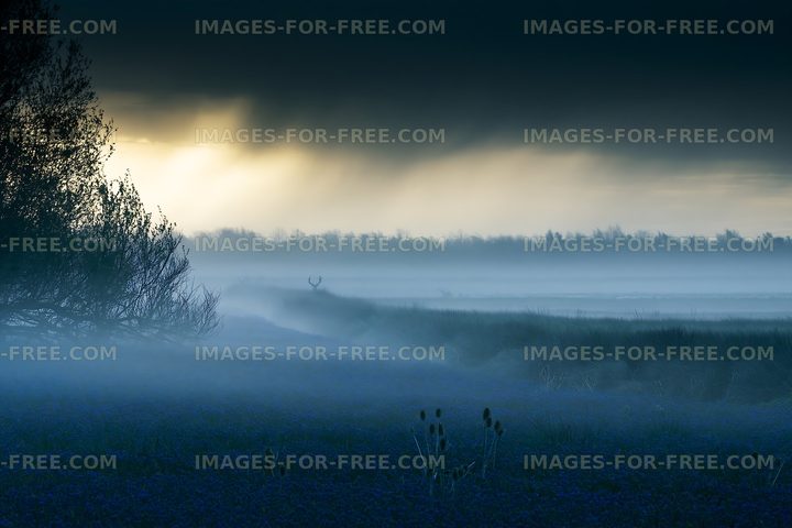 Misty landscape with deer silhouette at dawn in a field