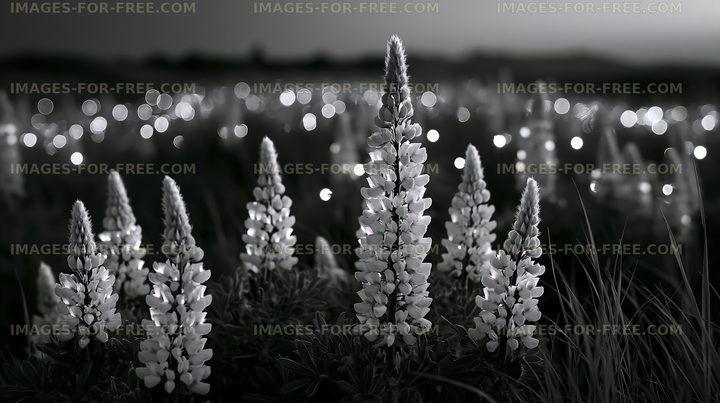 Lupine flowers in black and white with blurred background lights