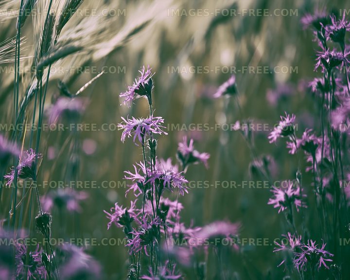Purple wildflowers in a grassy field during daylight