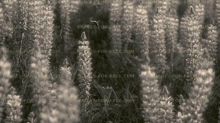Lupine flowers in a field with blurred background