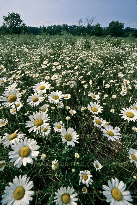 Daisies grow in a field under a blue sky