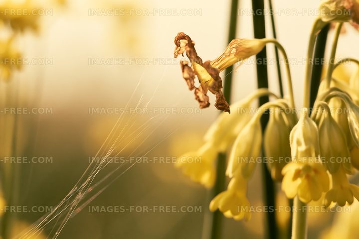 Yellow flowers with dried petals and spider silk in the field