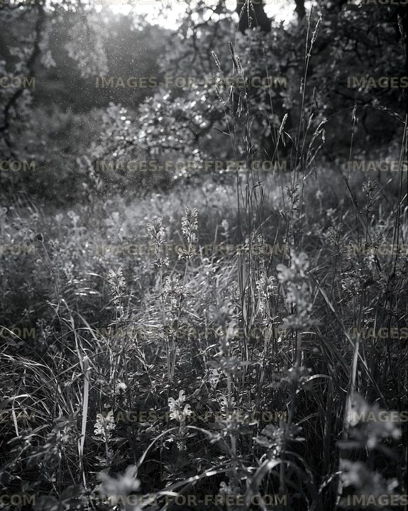 Sunlight shining through tall grass and wildflowers in a field