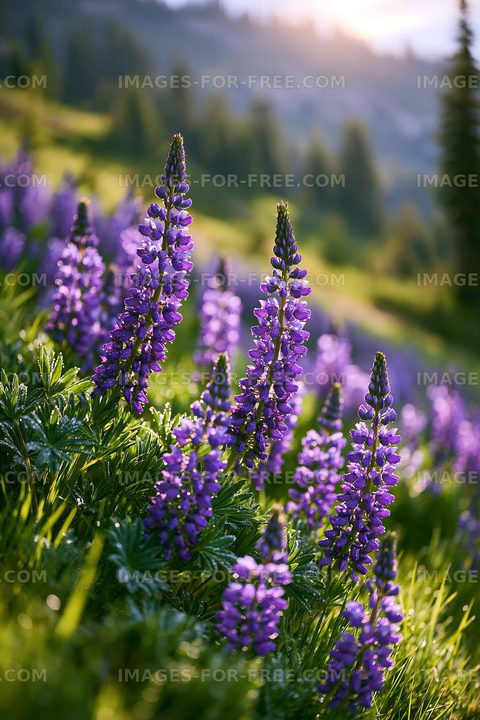 Purple flowers bloom in a meadow during sunset