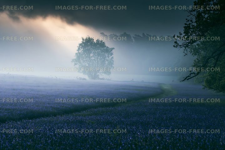 Purple flower field with tree and fog at dawn