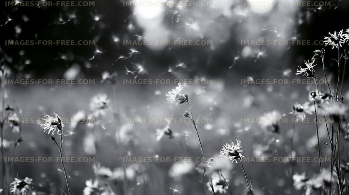Wildflowers in a sunny meadow with floating seeds