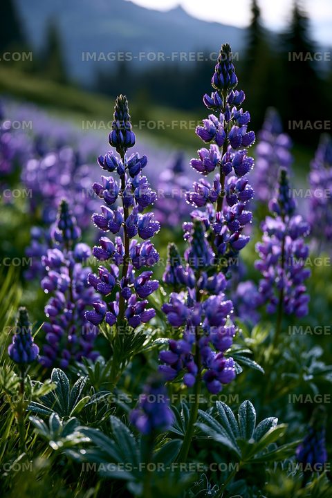 Purple lupine flowers in a sunny meadow