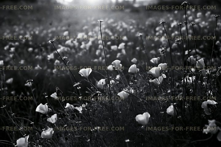 Black and white flower field at sunset in natural landscape