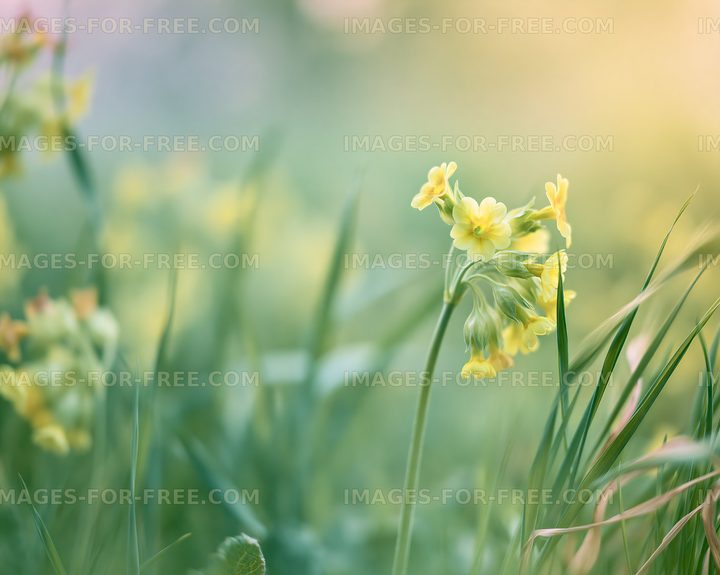 Yellow flowers in a field during springtime