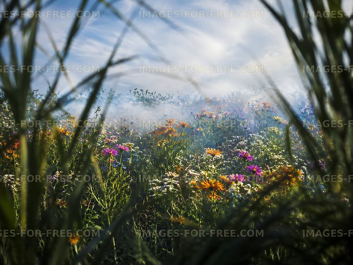 Colorful flowers in a grassy field under a cloudy sky
