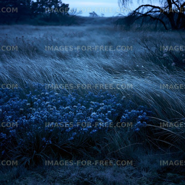 Blue flowers in a grass field during twilight
