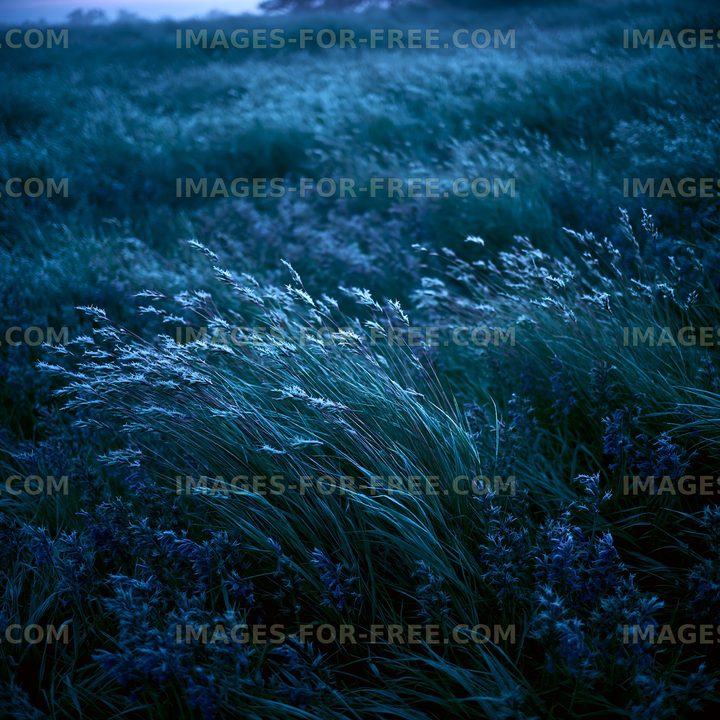 Fields of grass under blue twilight sky