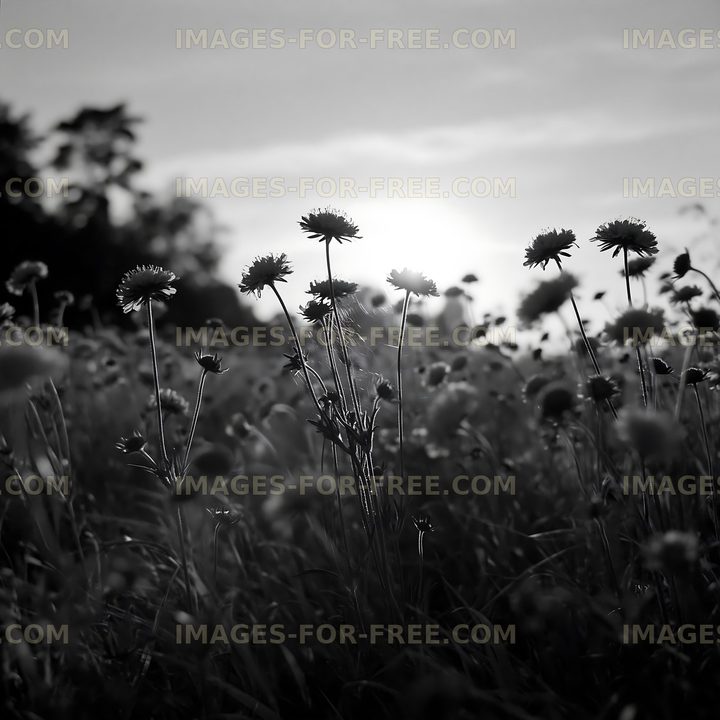 Dandelions in a field during sunset