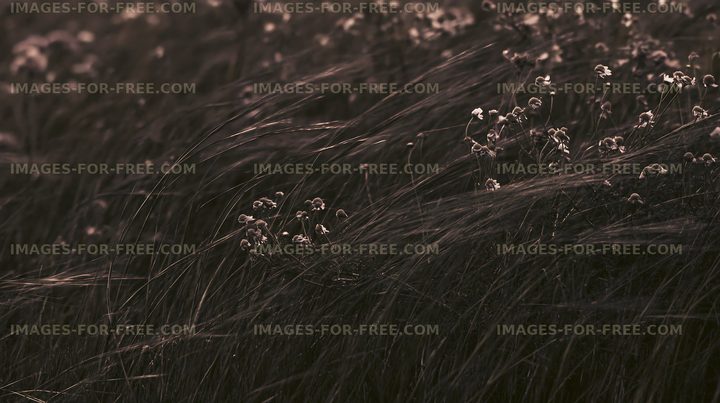 Wildflowers in a field swaying in the breeze