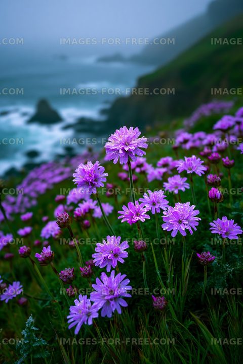 Vibrant purple flowers growing near a coastal cliff