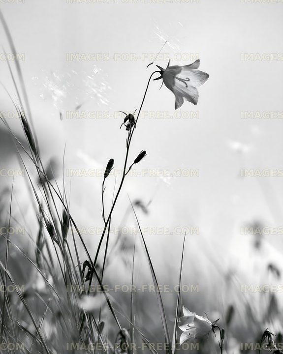 Black and white flower standing tall in a field