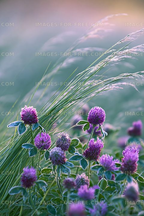 Purple clover flowers grow among green grass in sunlight
