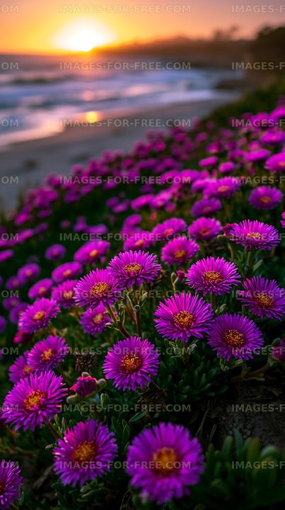 Purple flowers bloom by the beach at sunset
