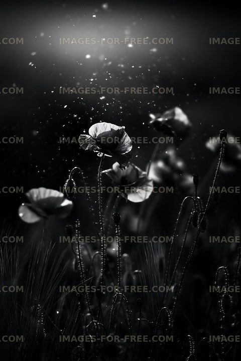 Poppies in black and white with sparkles in the background
