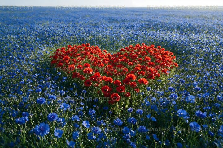 Red flowers arranged in heart shape among blue wildflowers