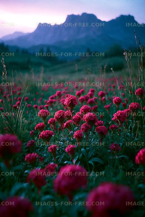 Vibrant field of red flowers with mountains in background