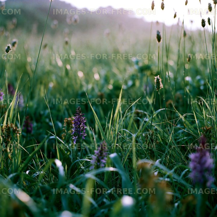Wildflowers in a green meadow at sunrise