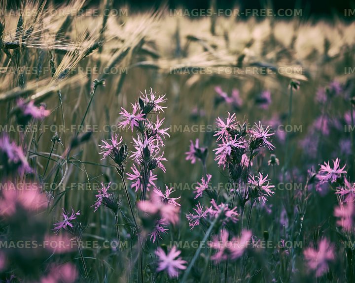 Wildflowers blooming among golden wheat fields