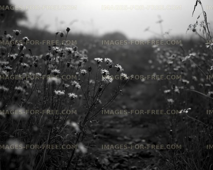 Black and white pathway lined with flowers in fog
