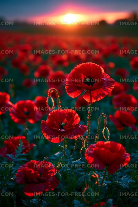 Poppy flowers bloom in field under sunset sky