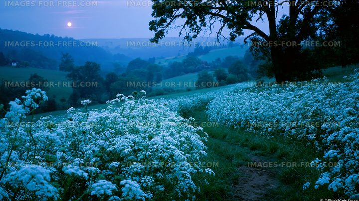 Evening walk in a flower field under a full moon