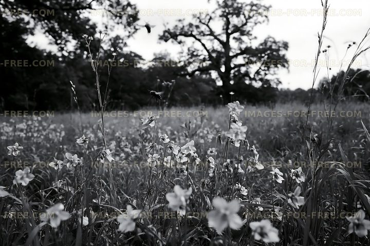 Black and white flowers in a grassy field under a tree