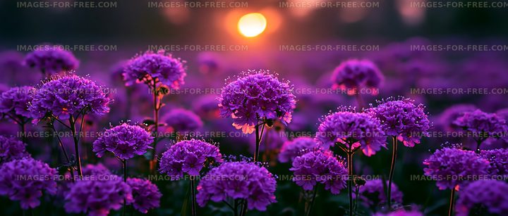 Purple flowers bloom at sunset in a field