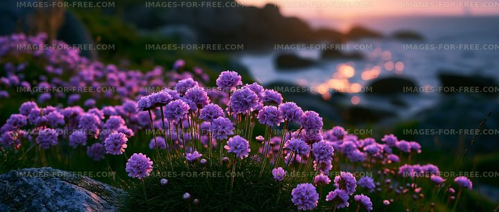 Violet flowers blooming by the seaside during sunset