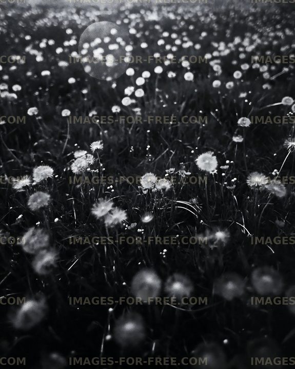 Field of dandelions in black and white during daytime