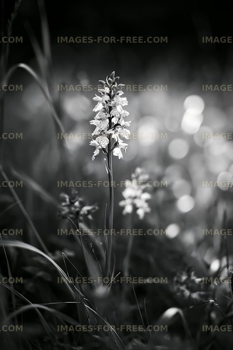 Flowering plant in black and white with blurred background