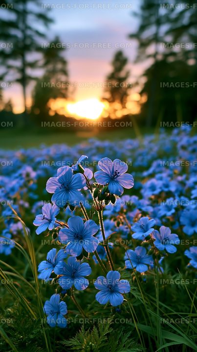 Blue flowers bloom at sunset in a field