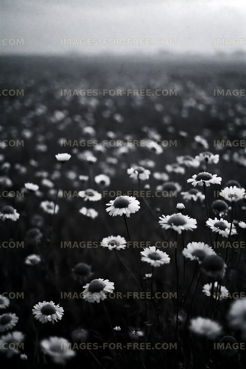 Field of daisies in black and white under cloudy sky