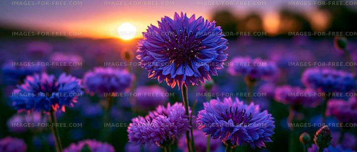 Vibrant flowers blooming at sunset in a field