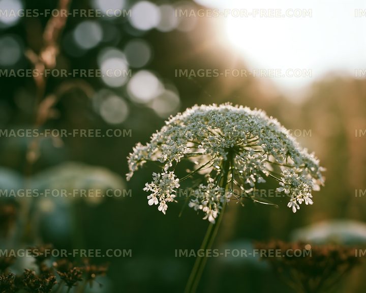Flower with sunlight in background during golden hour