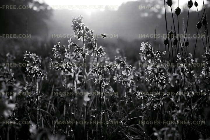 Wildflowers in a field at sunrise with a flying bee