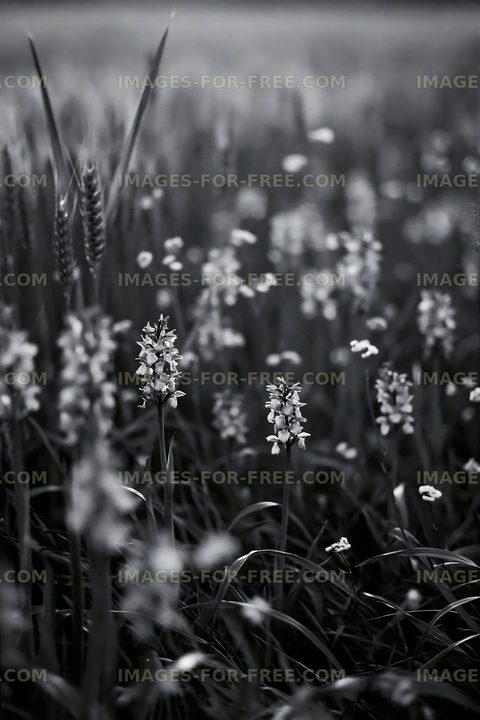 Wildflowers growing in a grassy field during the day