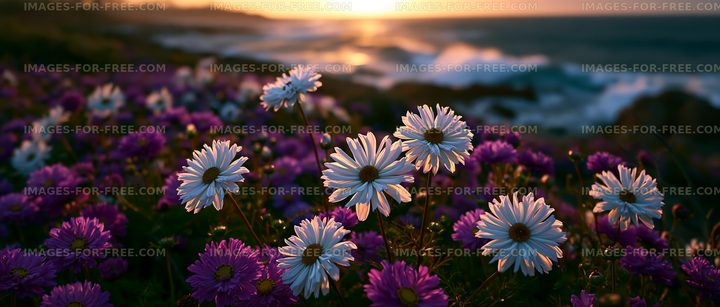 Flowers in bloom at sunset by the ocean