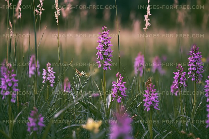 Purple flowers in a grassy field during sunlight hours