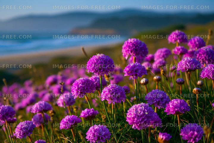 Purple flowers growing on a coastal hillside near the ocean