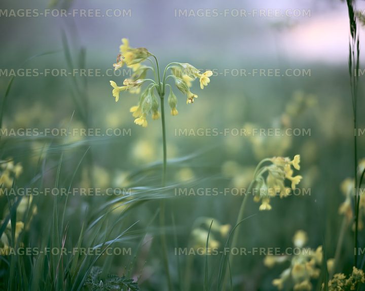 Spring flowers blooming in a grassy field