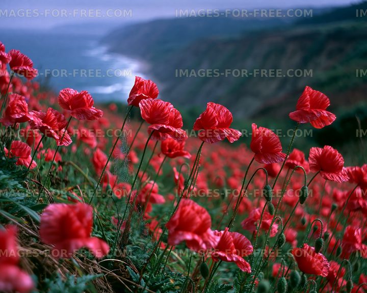Poppy flowers near a cliff by the sea on a cloudy day