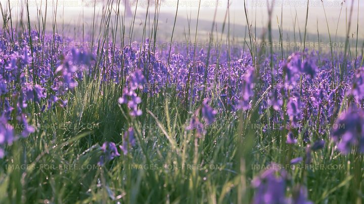 Violet flowers bloom in a lush green field during early morning