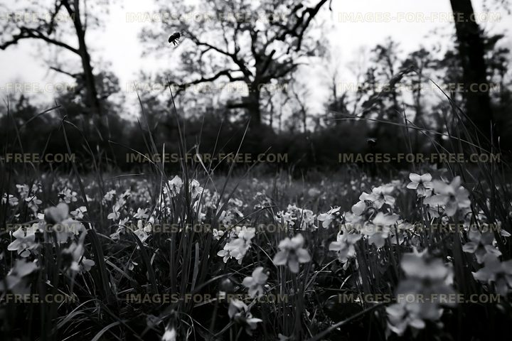 Flowers and insects in a forest during early morning